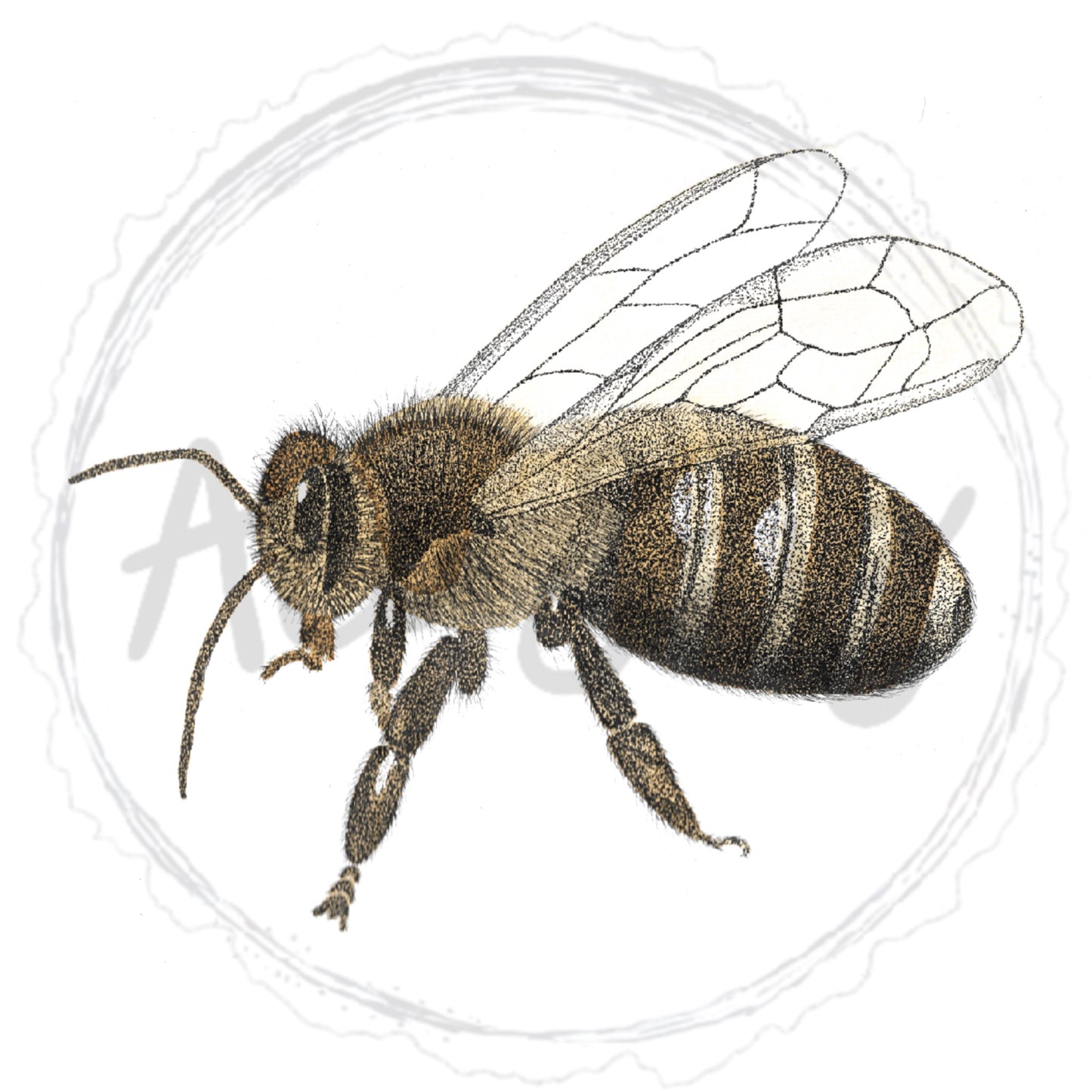 Abeja